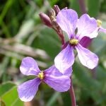 Descubren una planta que produce flores radicalmente diferentes en primavera y verano