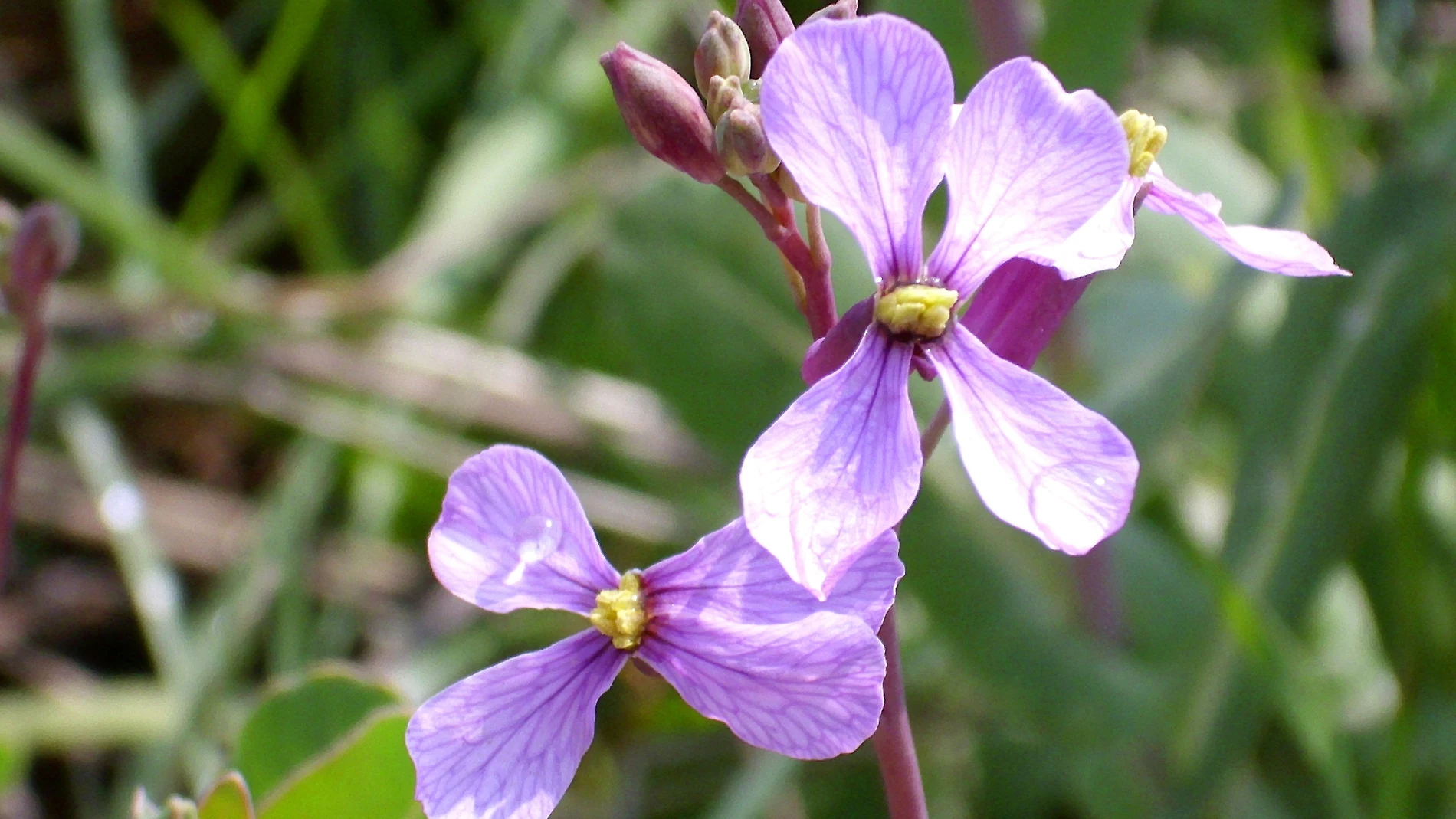 Descubren una planta que produce flores radicalmente diferentes en primavera y verano