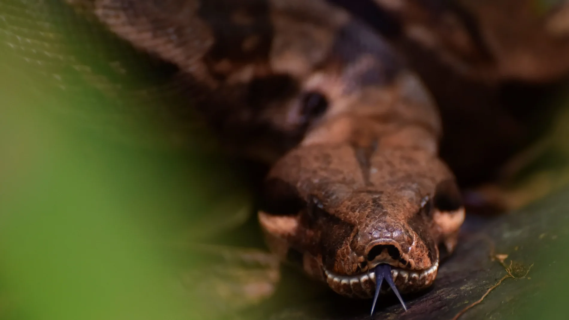 Más de 2.400 animales son liberados en el día de la biodiversidad en Colombia