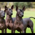 La raza "xolo" está considerada la más fea del mundo