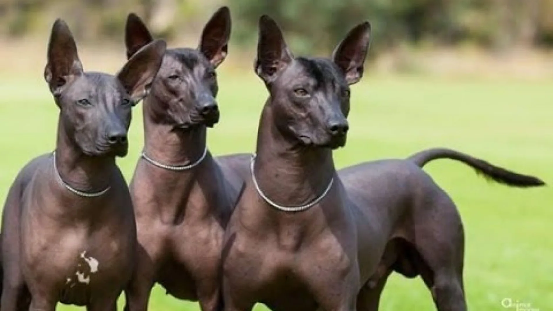 La raza "xolo" está considerada la más fea del mundo