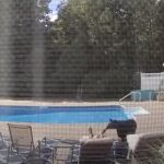  Un oso se cuela en su jardín y le despierta de su siesta