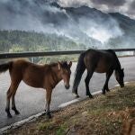 Dos caballos pastan en el margen de una carretera
