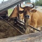 Una de las explotaciones ganaderas que se beneficiarán de las ayudas
