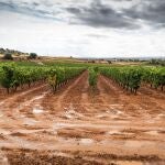ARANDA DE DUERO (BURGOS), 18/09/2020.- Las Lluvias caídas en zona de la denominación de origen de la Ribera del Duero retrasan la vendimia aunque benefician la preparación del campo para otros cultivos. EFE/ Paco Santamaria
