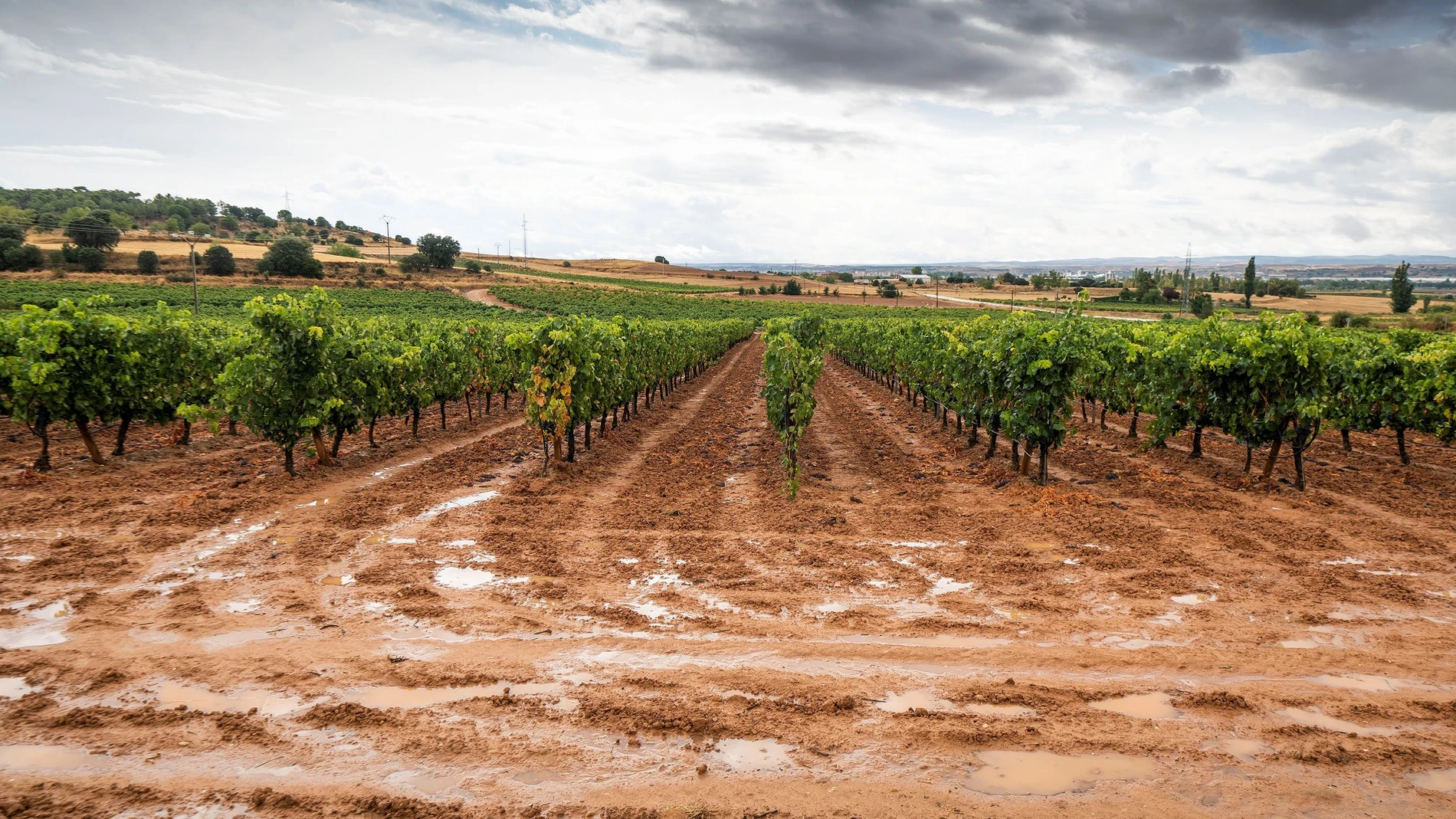 ARANDA DE DUERO (BURGOS), 18/09/2020.- Las Lluvias caídas en zona de la denominación de origen de la Ribera del Duero retrasan la vendimia aunque benefician la preparación del campo para otros cultivos. EFE/ Paco Santamaria