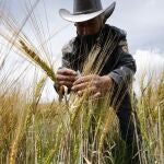 BOG212. CUCUNUBÁ (COLOMBIA), 18/09/2020.- Un agricultor muestra semillas de trigo, el 9 de septiembre de 2020, en Cucunubá (Colombia). EFE/ Mauricio Dueñas Castañeda