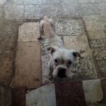 Imagen de archivo de un perro boxer desnutrido rescatado por la Policía Local de Sevilla