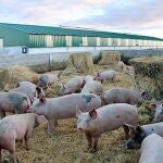 Imagen de una granja de porcino