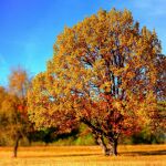Árbol de otoño