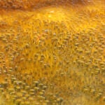 Un tapete microbiano particularmente colorido, del interior de una poza en el Parque Nacional de Yellowstone, en los Estados Unidos.