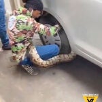 Un pitón atrapado a las ruedas de un coche en India