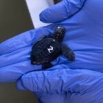 Tortuga boba nacida en Bioparc Fuengirola del nido encontrado en las playas del municipio
