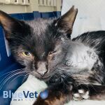 El gato Jonás herido grave al recibir disparos de escopeta