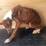 Podenco andaluz abandonada.GUARDIA CIVIL.29/09/2020