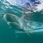 Un tiburón en una playa de EEUU