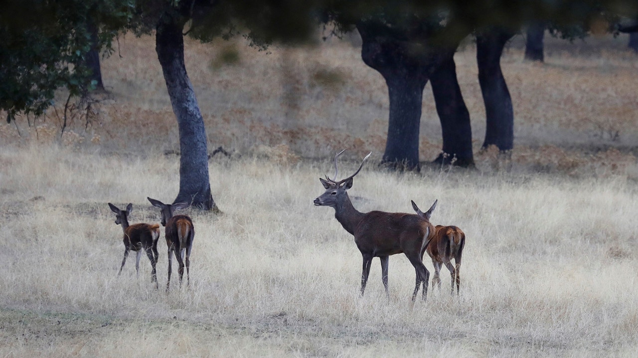 La berrea del ciervo anuncia oficialmente el otoño en Andalucía