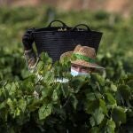Viñas del Marco de Jerez, en la provincia de Cádiz