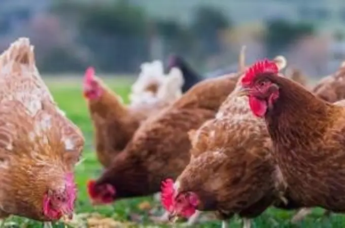 Gripe Aviar. La aparición de 70 casos en humanos dispara la alerta Gripe Aviar. La aparición de 70 casos en humanos dispara la alerta