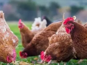 Gripe aviar Gripe aviar