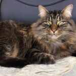 Un gato Maine Coon que demuestra el movimiento de los ojos entrecerrados.