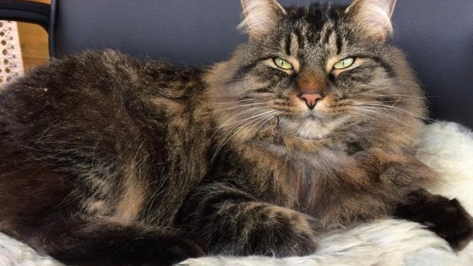 Un gato Maine Coon que demuestra el movimiento de los ojos entrecerrados.