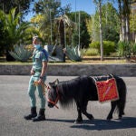 Un soldado pasea al poni de la Legión en el Campamento de Ronda, Málaga, Andalucía, (España), a 7 de octubre de 2020.