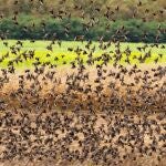 -FOTODELDÍA- Inke (Hungría), 12/10/2020.- Una bandada de estorninos (Sturnus vulgaris) busca comida en un campo de girasoles cosechados cerca de Inke, Hungría, hoy 12 de octubre de 2020. (Hungría) EFE/EPA/GYORGY VARGA PROHIBIDO SU USO EN HUNGRÍA