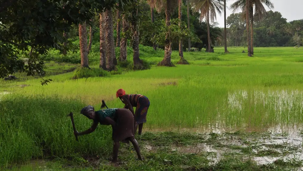 Mujeres mandinga cosechando arroz en Guinea Bissau.