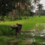 Mujeres mandinga cosechando arroz en Guinea Bissau.