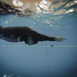  Los trucos del entrenamiento de la apnea sirven para no ahogarse en esta crisis