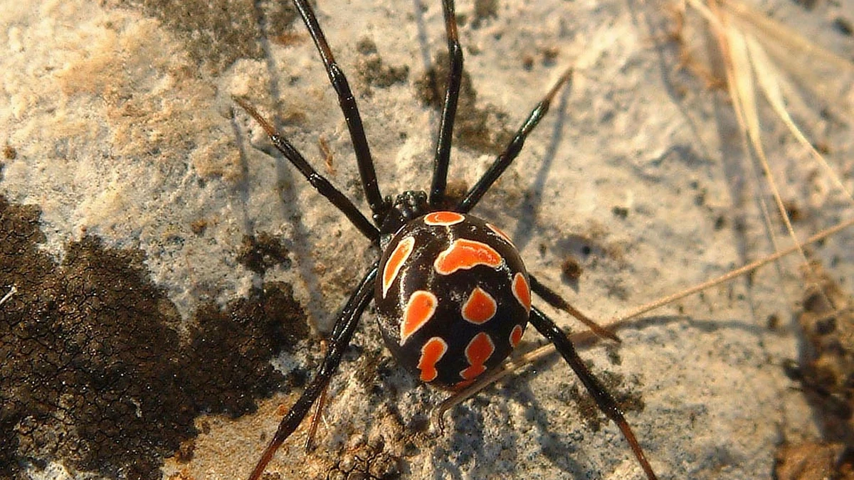 Viuda Negra europea.