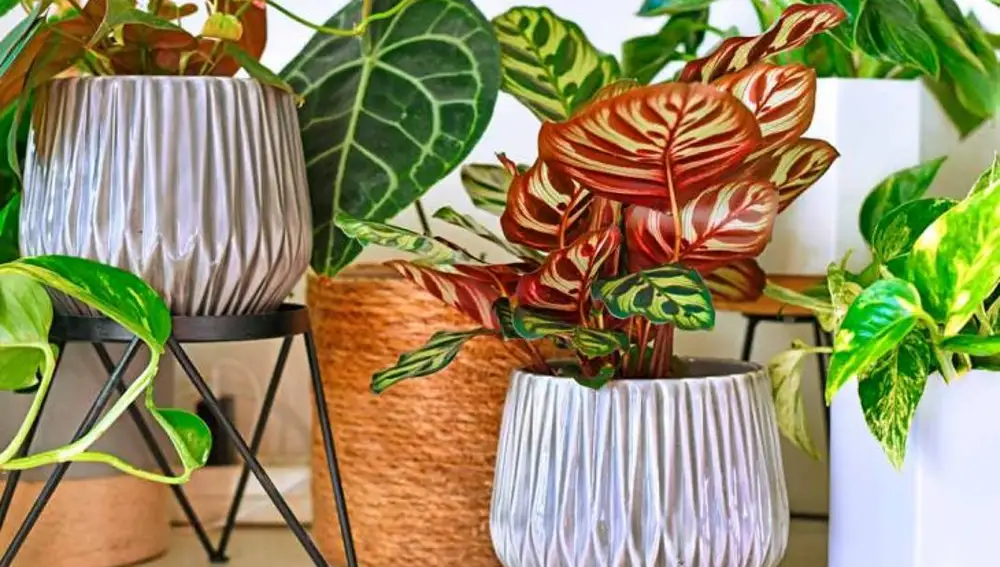Plantas de interior