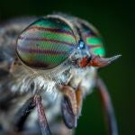 Los ojos de muchos insectos son capaces de repeler el polvo y los patógenos