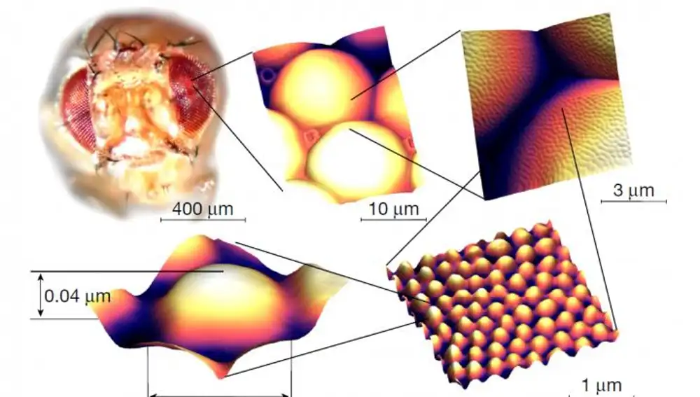 Esquema que muestra la superficie a escala atómica del ojo de la mosca. Figura del estudio original.