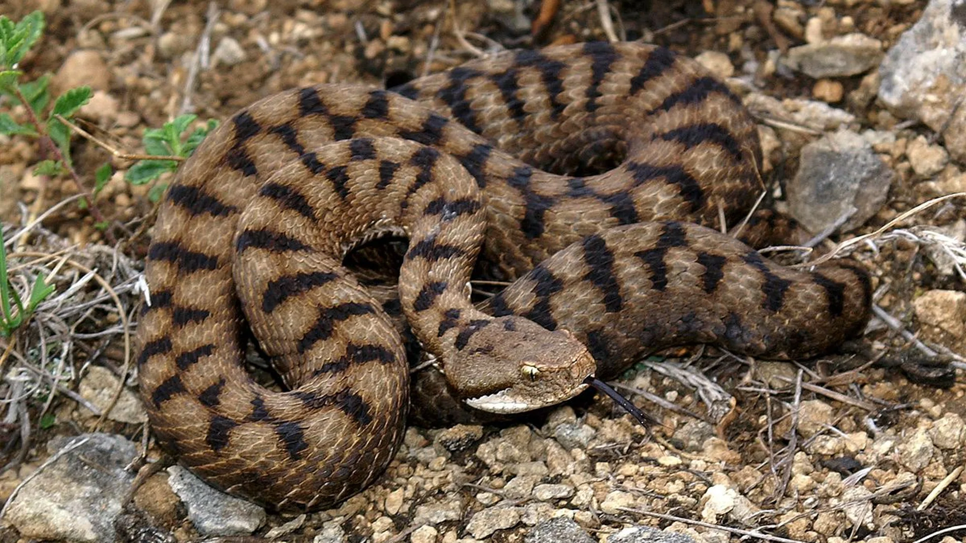 Víbora áspid.