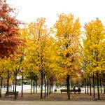 Árboles de un bosque 