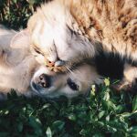 Las preferencia por perro o gato puede definir tu personalidad