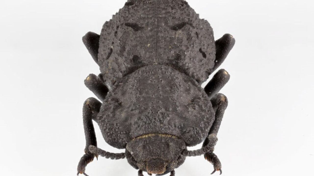 Resuelto el misterio del insecto indestructible