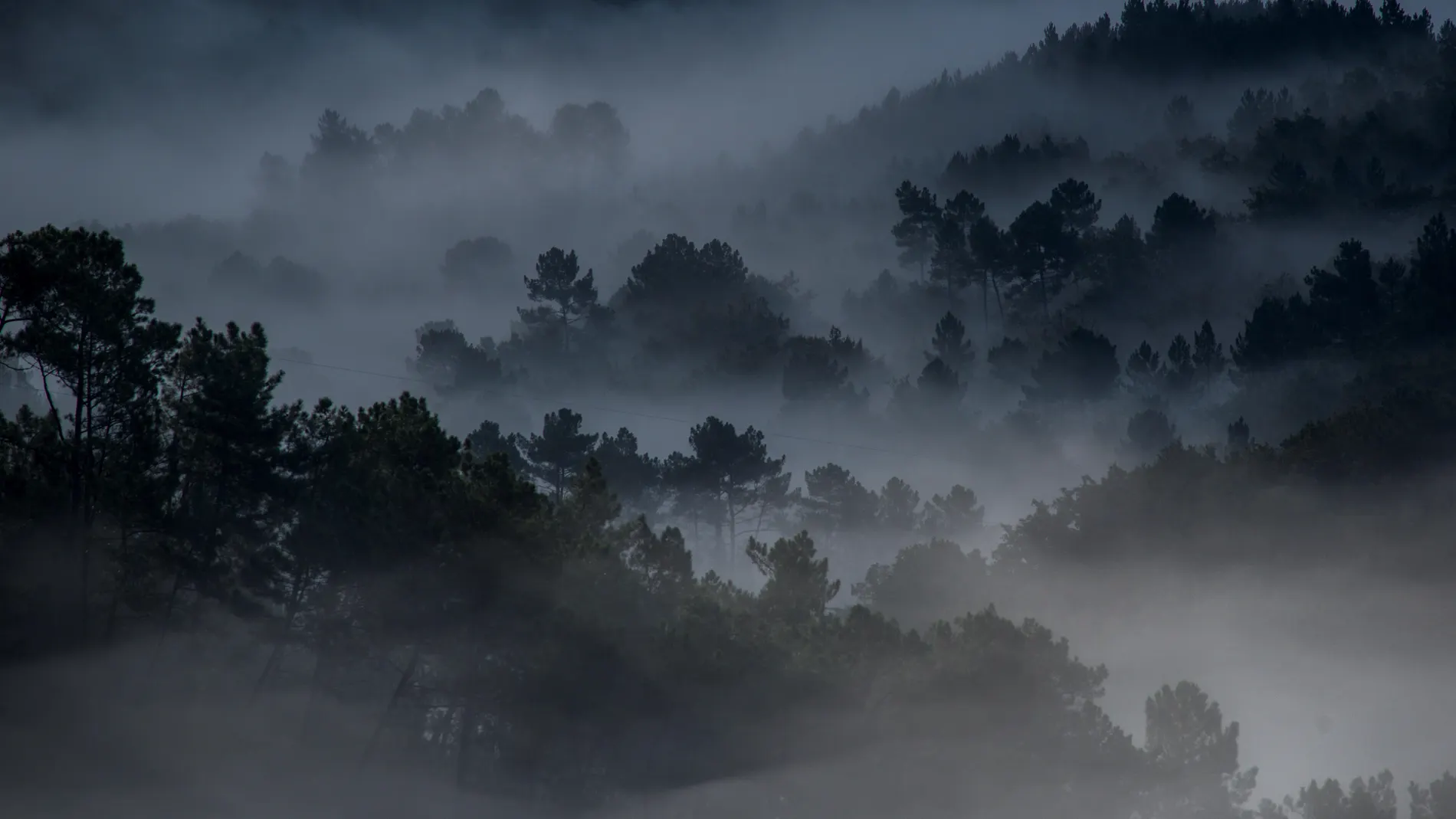 Típico bosque de la Región Eurosiberiana