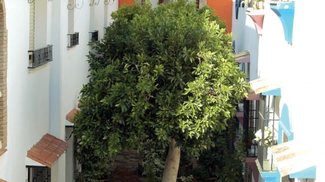 El municipio malagueño esconde estrechas callejuelas