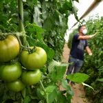 Plantación de tomate en Almería. EFE / Carlos Barba