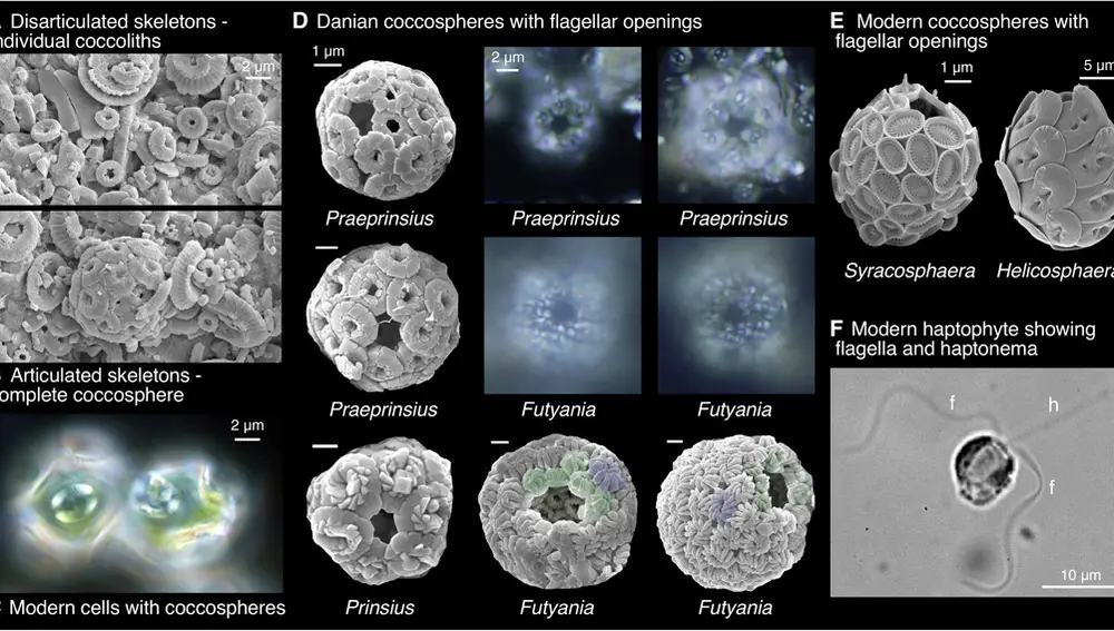 Cubiertas de coccolithophore tanto modernas como prehistóricas, mostrando sus agujeros por los que, presuntamente, emergería el flagelo.