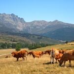 Animales de las principales razas productoras de Carne de Cervera, la raza parda y la limusina