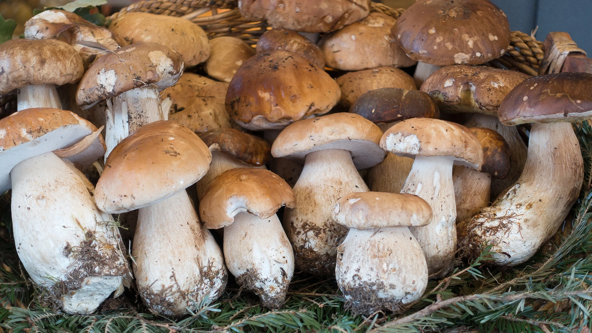 Cesta con Boletus edulis.