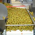 La aceituna de mesa