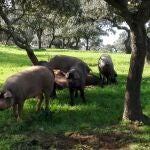 Ejemplares de cerdo ibérico.COOPERATIVAS AGROALIMENTARIAS. (Foto de ARCHIVO)10/12/2018