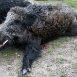 Gran macho de jabalí adulto abatido en montería con escopeta
