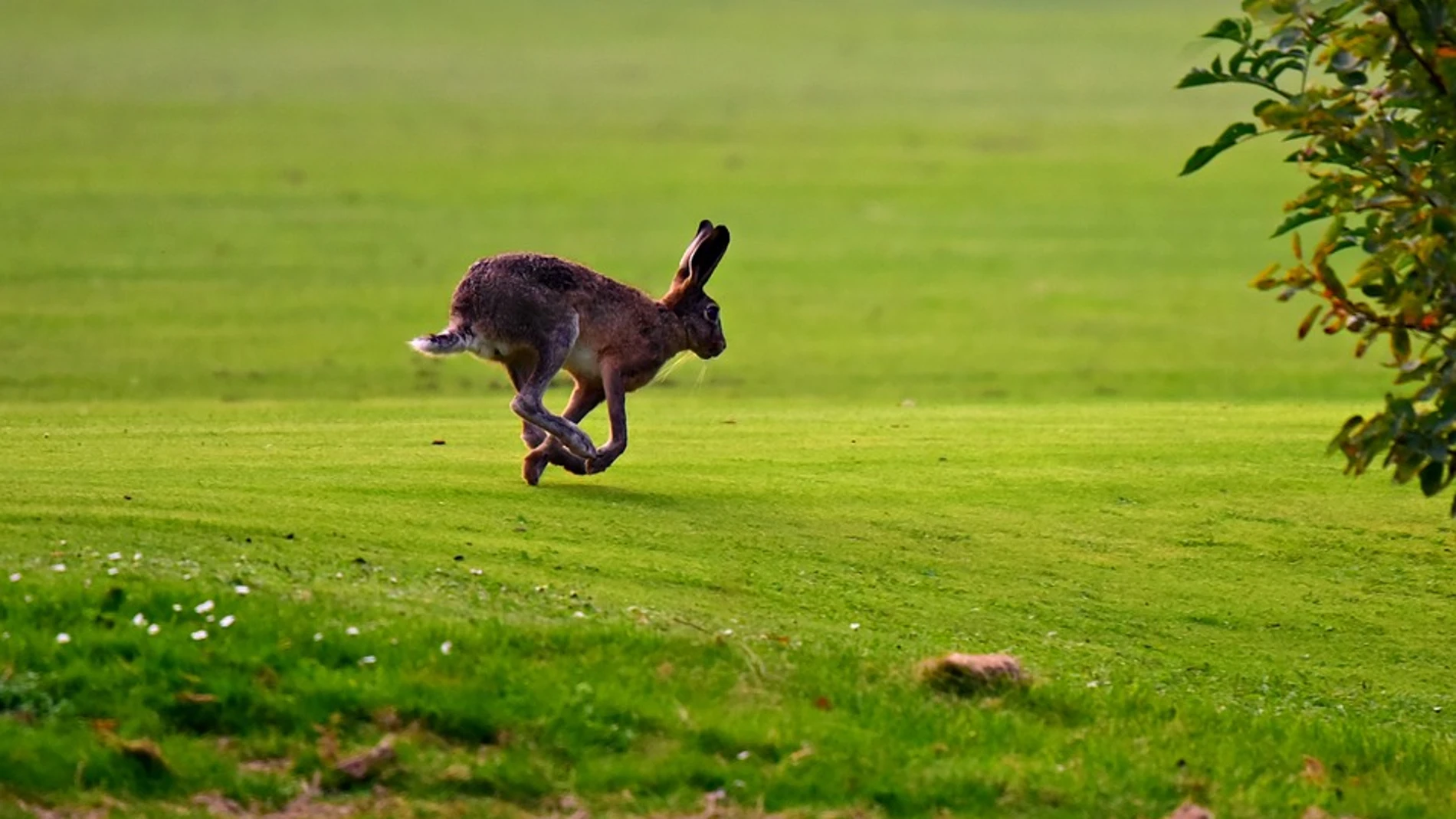 Una liebre en busca de siembras para alimentarse