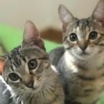 Existen multitud de gatos en una situación de riesgo extremo y cuyas consecuencias son de sobra conocidas por todos
